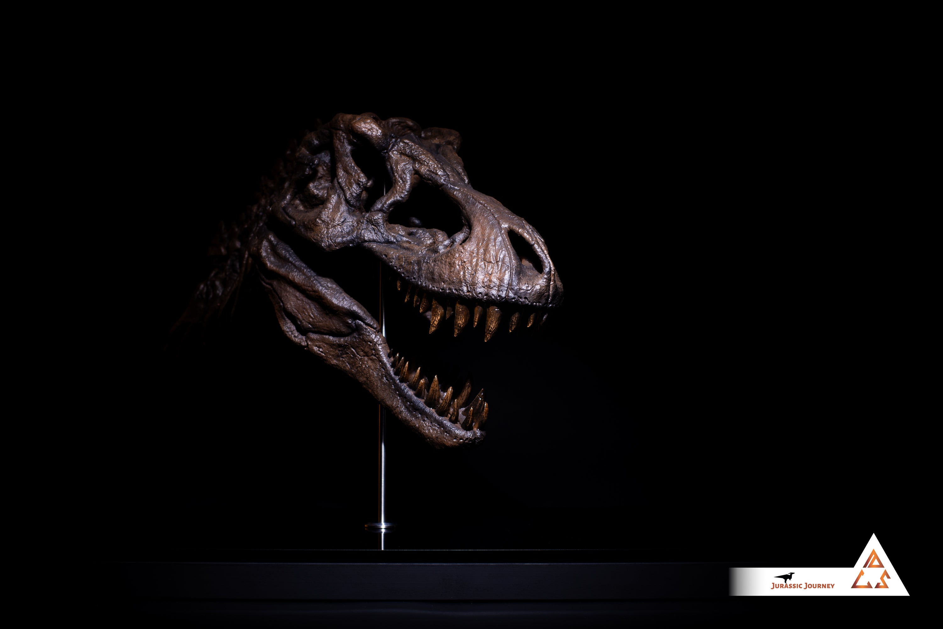 Tyrannosaurus Rex skull with Spine Segment | 1:5 scale resin replica with wooden / acrylic base