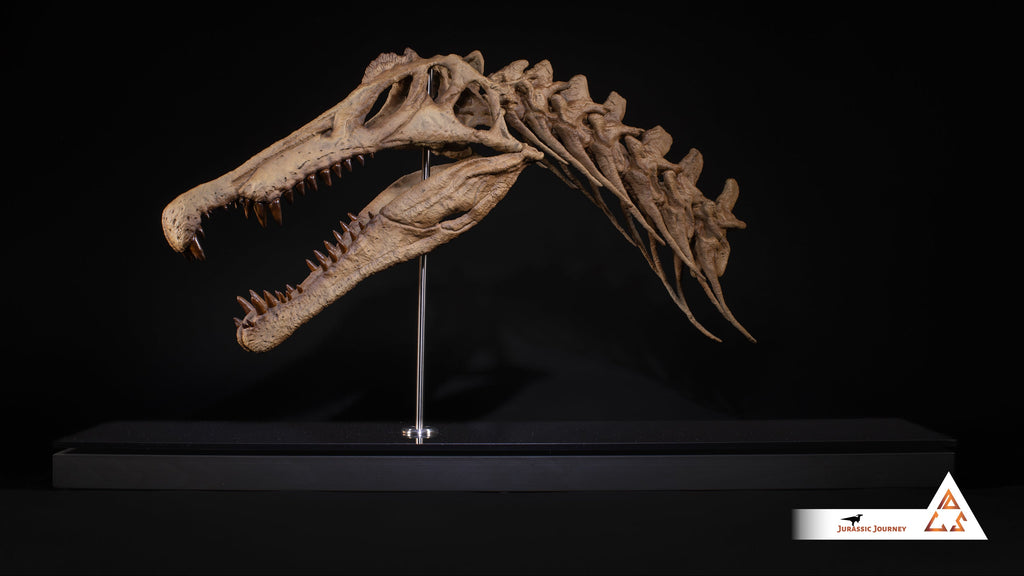 Spinosaurus skull with Spine Segment | 1:5 scale resin replica with wooden / acrylic base
