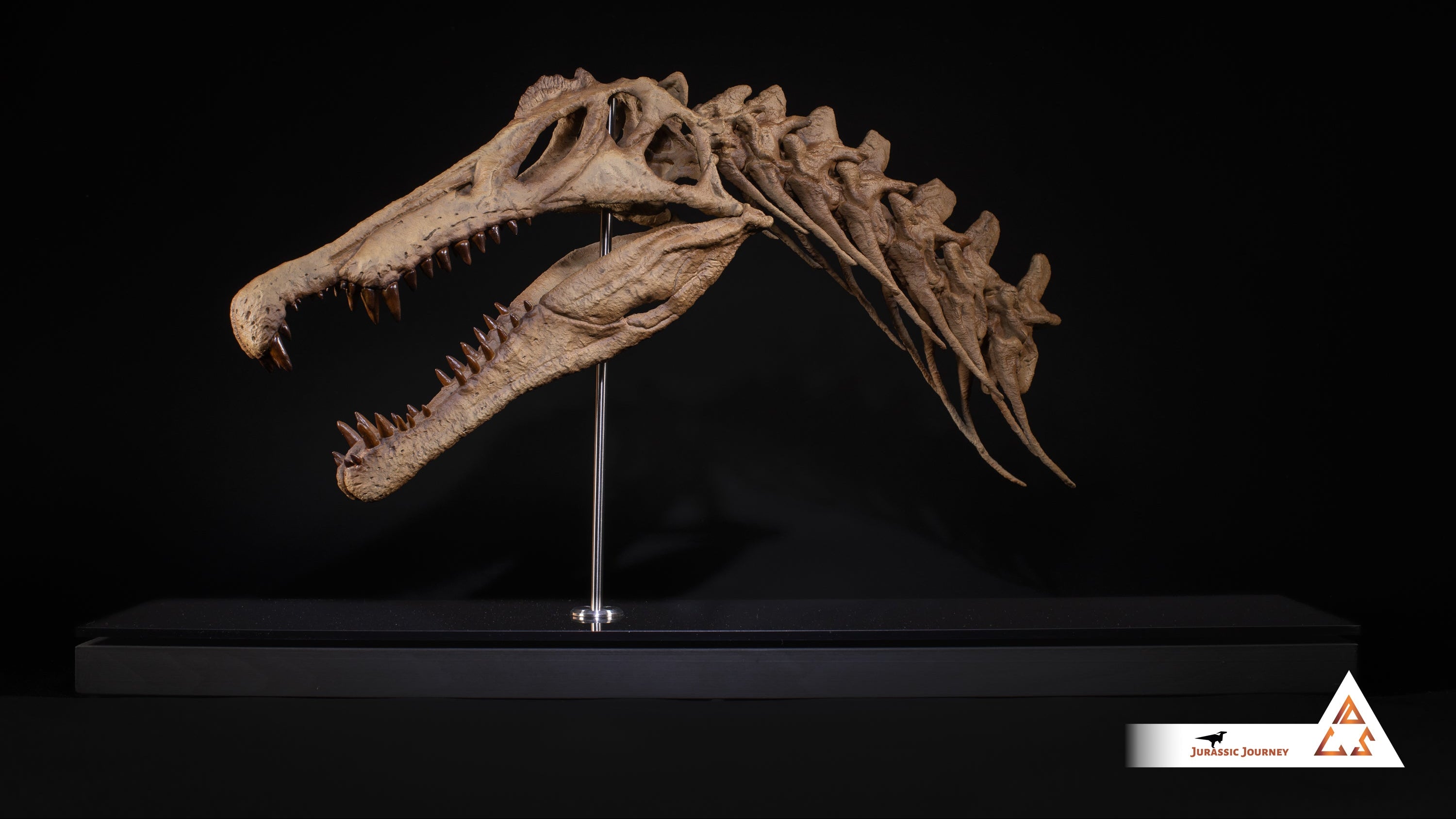 Spinosaurus skull with Spine Segment | 1:5 scale resin replica with wooden / acrylic base
