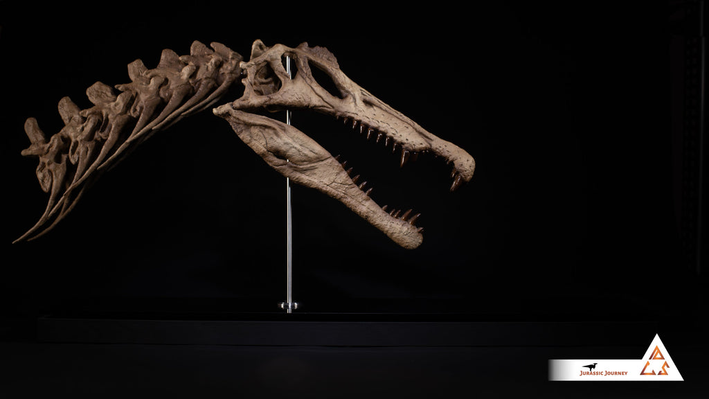 Spinosaurus skull with Spine Segment | 1:5 scale resin replica with wooden / acrylic base