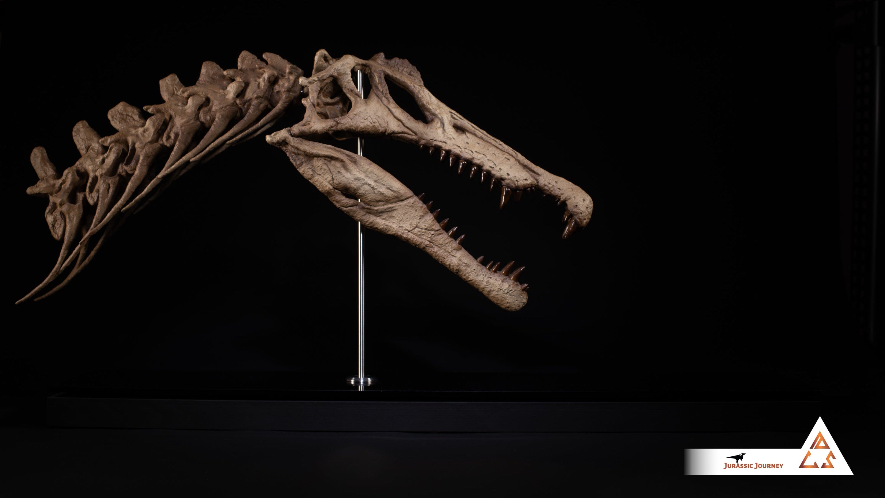 Spinosaurus skull with Spine Segment | 1:5 scale resin replica with wooden / acrylic base