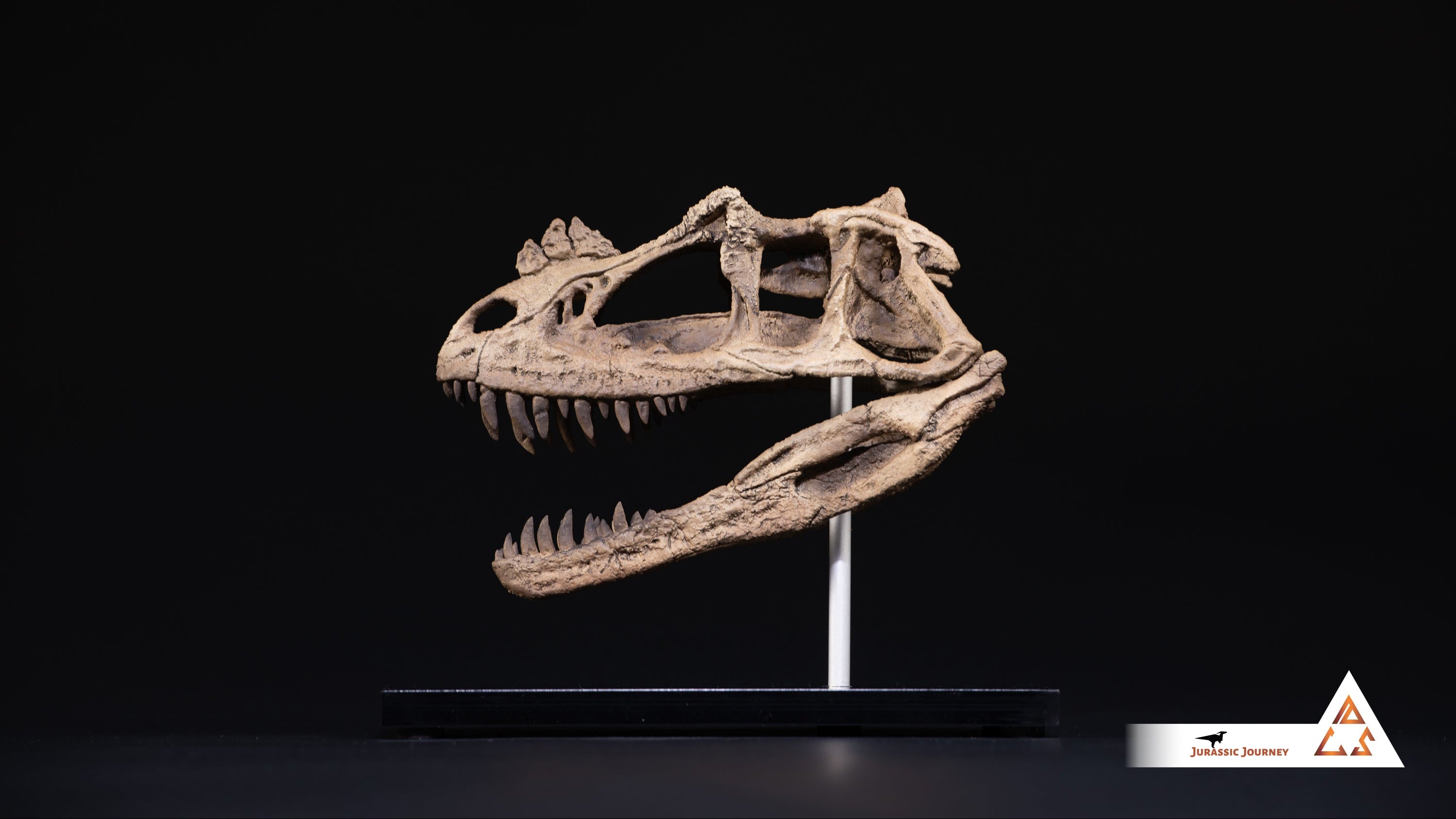 Ceratosaurus skull | 1:5 scale resin model with acrylic base
