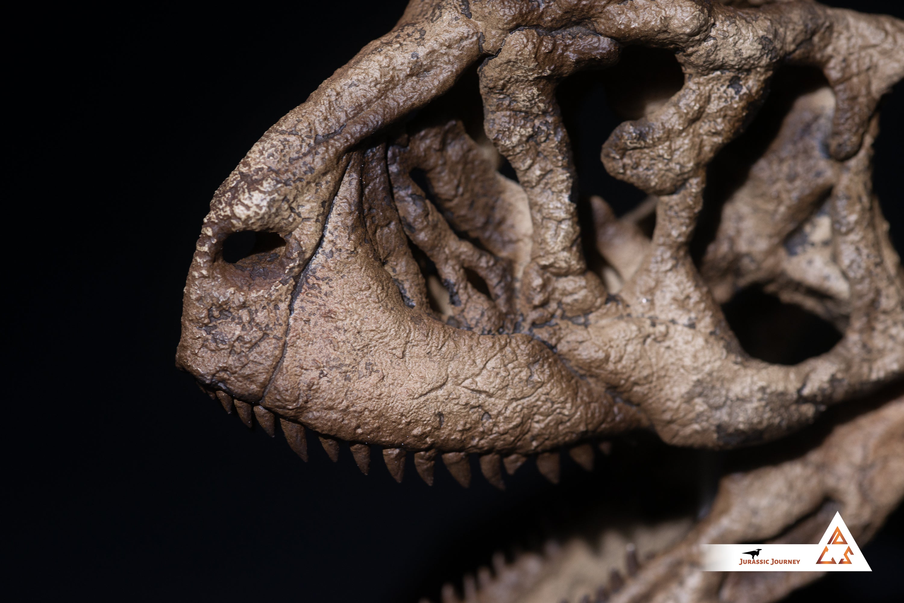 Carnotaurus skull | 1:5 scale resin model with acrylic base