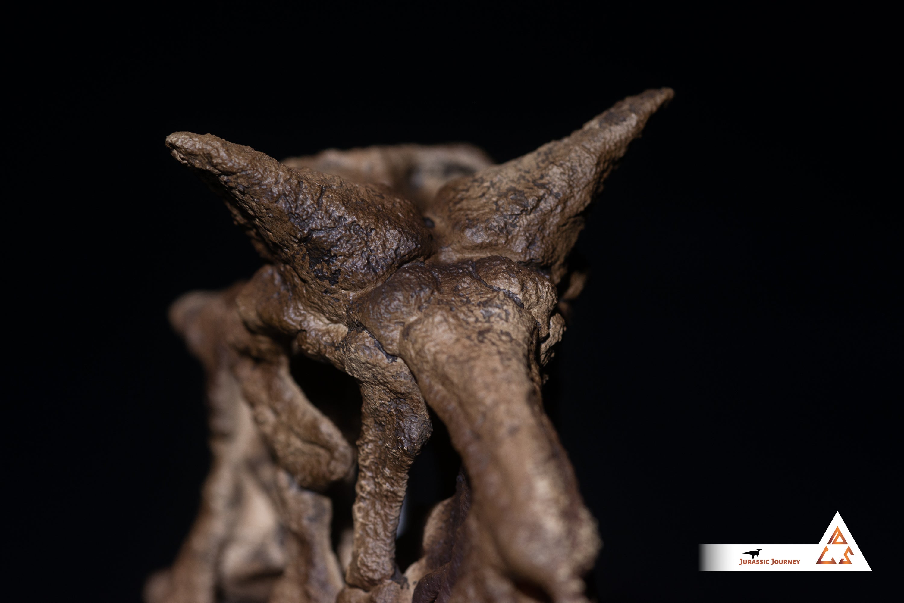 Carnotaurus skull | 1:5 scale resin model with acrylic base