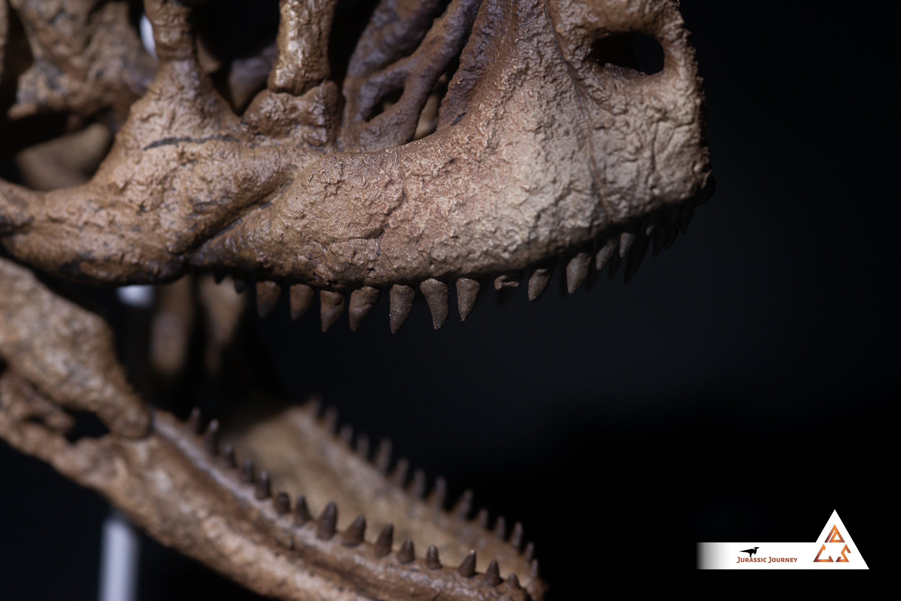 Carnotaurus skull | 1:5 scale resin model with acrylic base