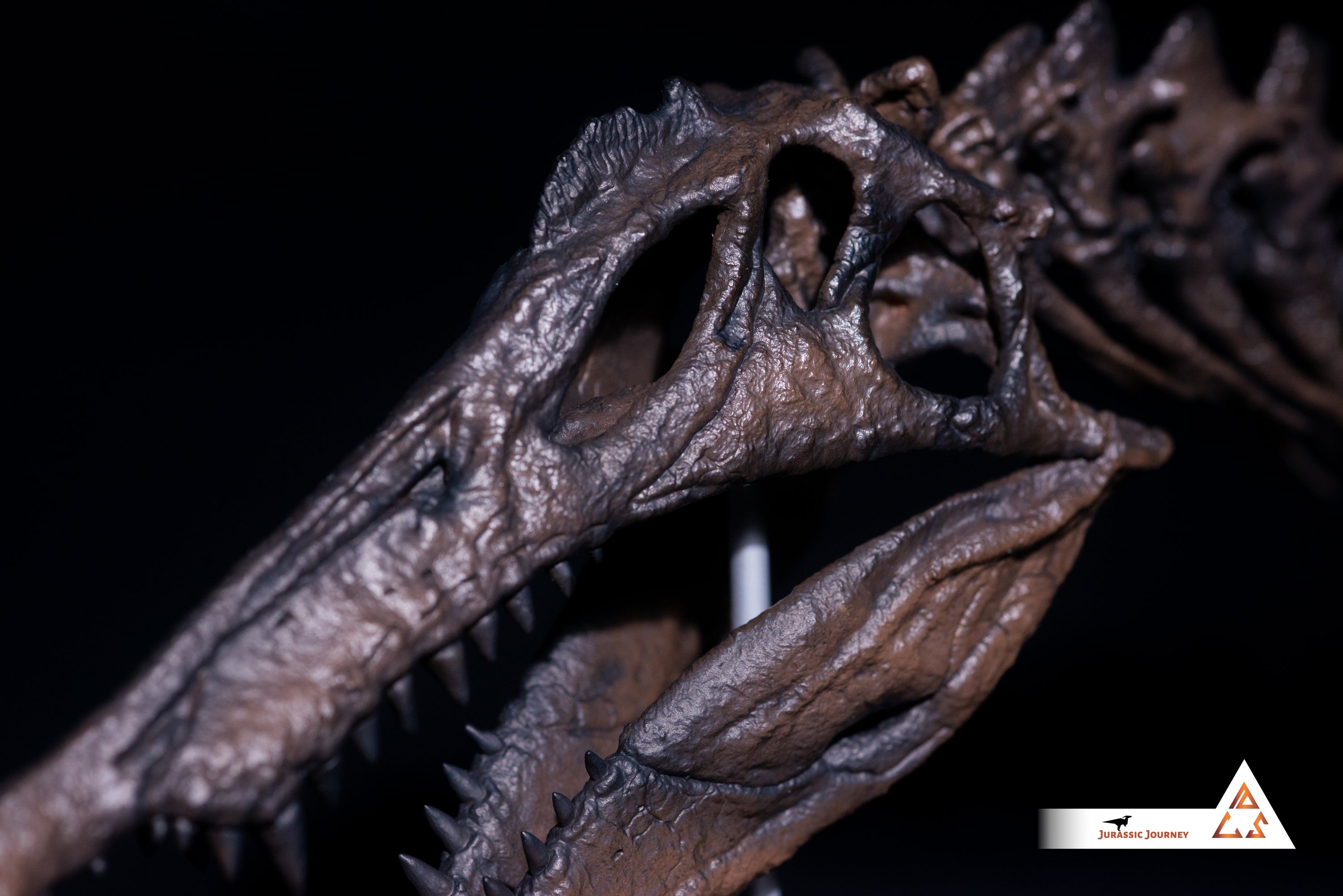 Spinosaurus skull with spine segment| 1:10 scale resin model with acrylic base