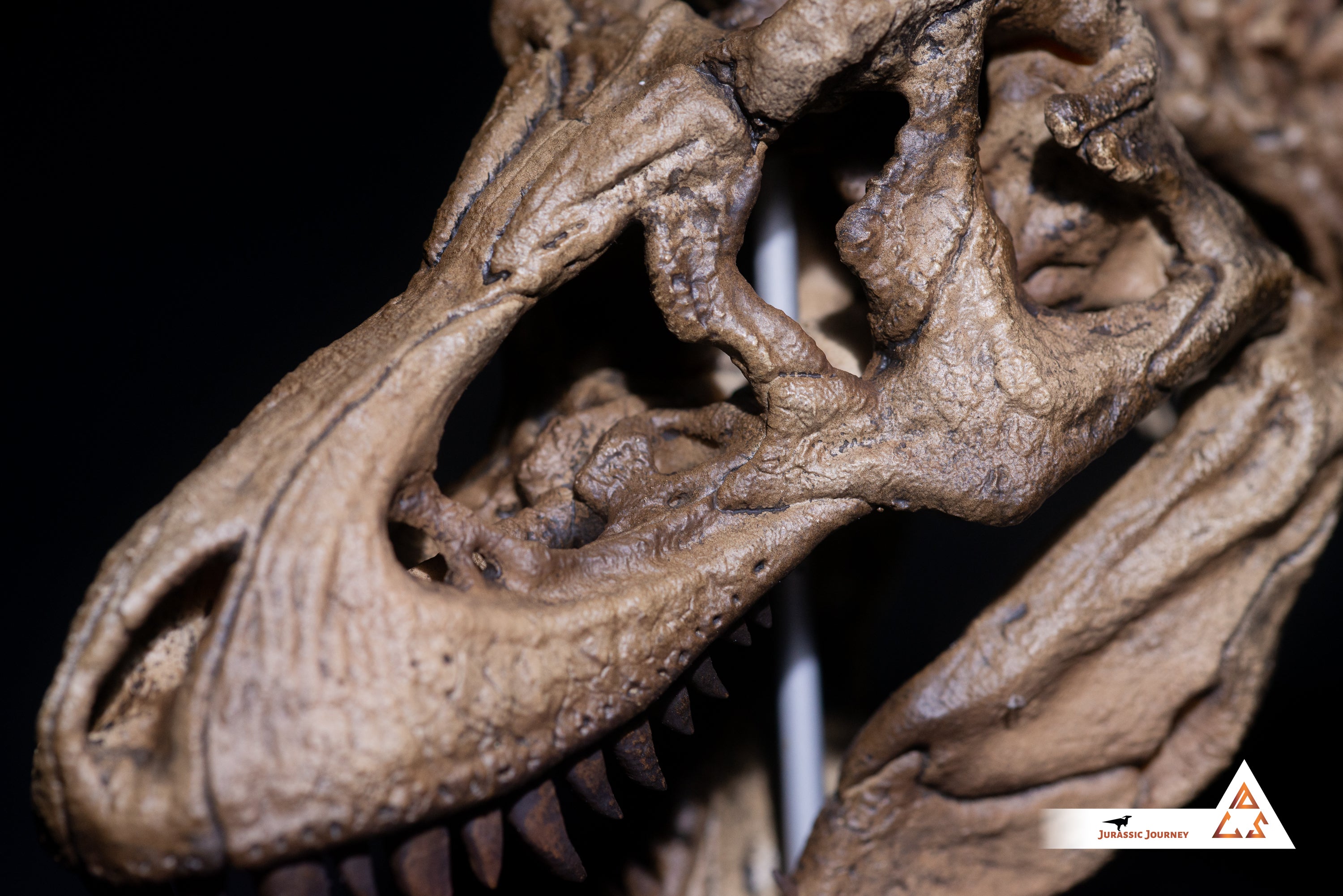 Tyrannosaurus Rex skull with spine segment| 1:10 scale resin model with acrylic base