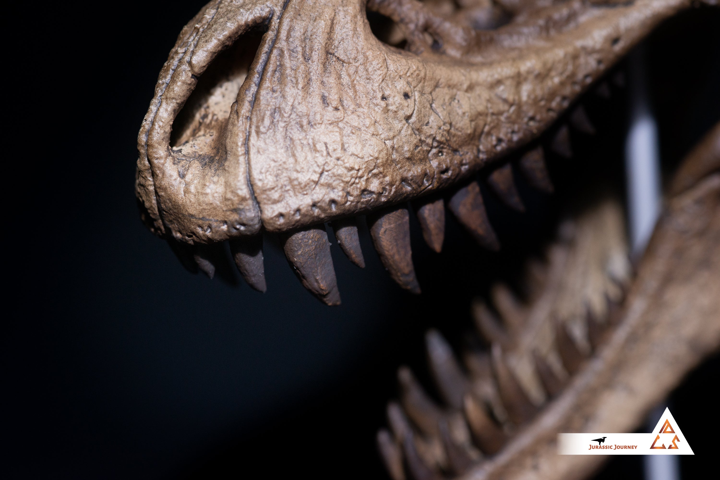 Tyrannosaurus Rex skull with spine segment| 1:10 scale resin model with acrylic base