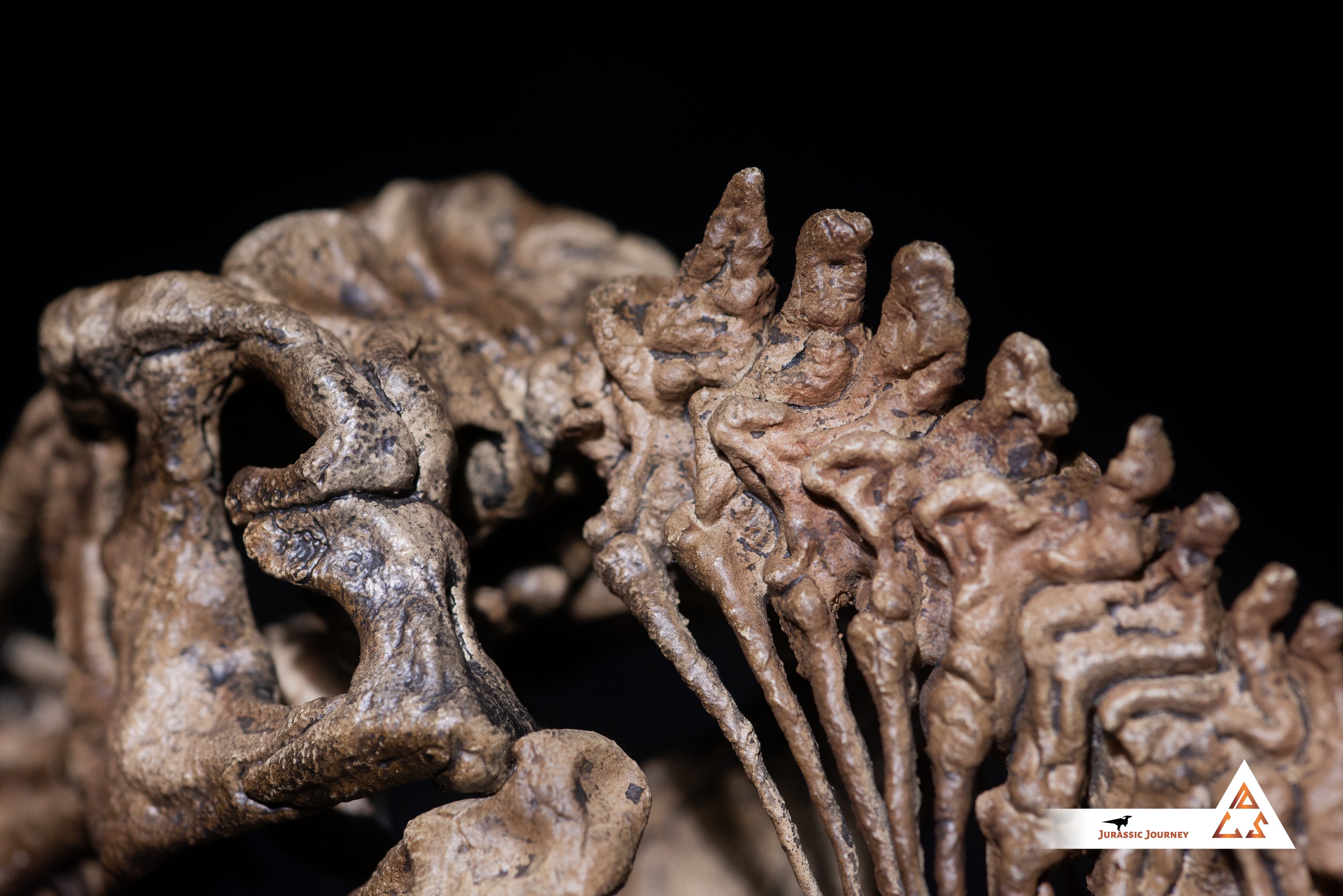 Tyrannosaurus Rex skull with spine segment| 1:10 scale resin model with acrylic base