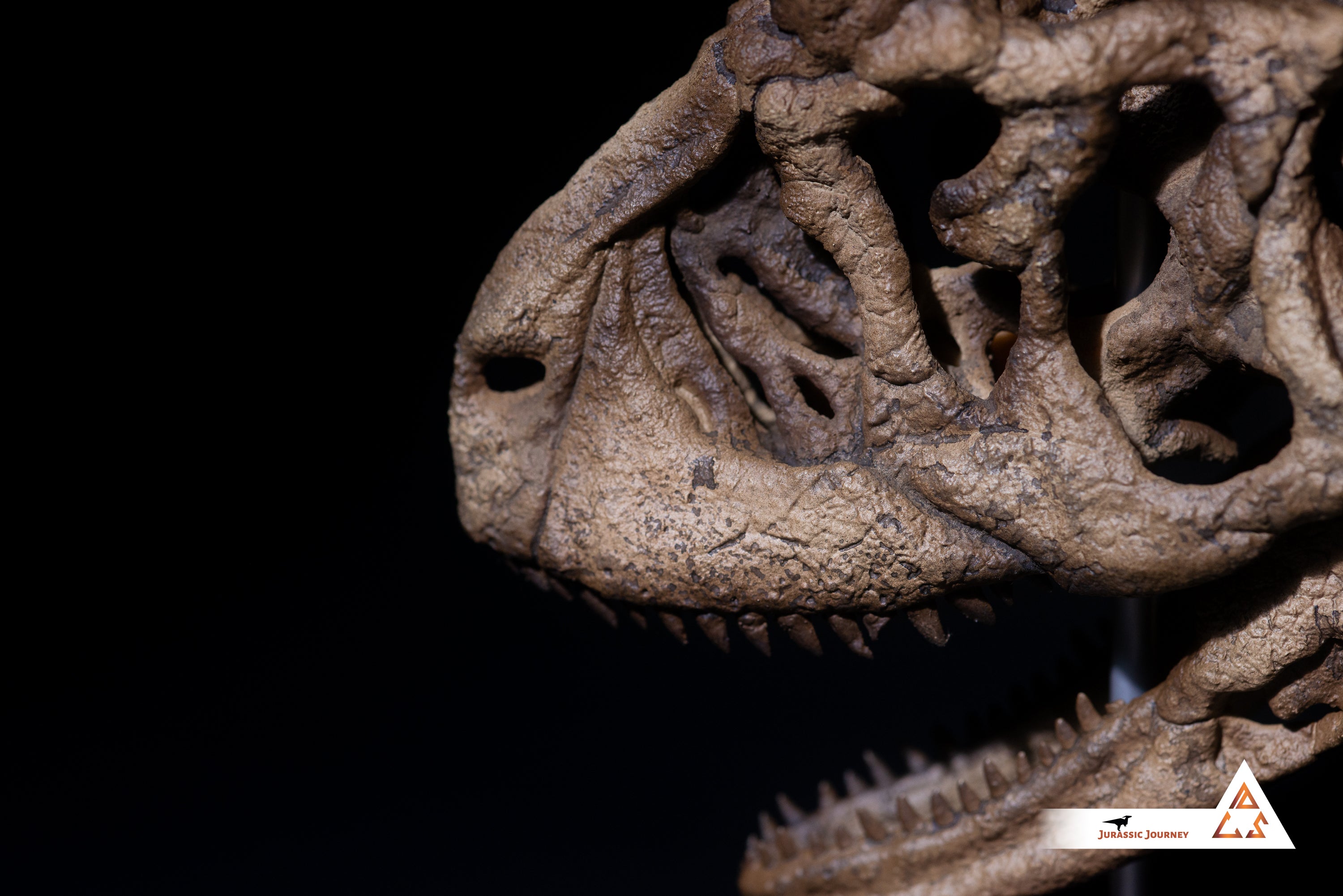 Carnotaurus skull with spine segment| 1:5 scale resin model with acrylic base