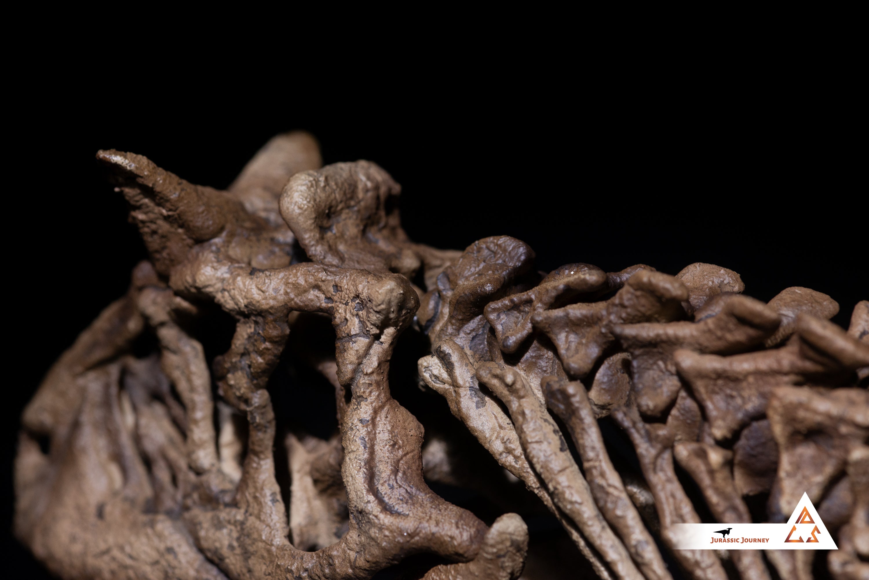 Carnotaurus skull with spine segment| 1:5 scale resin model with acrylic base