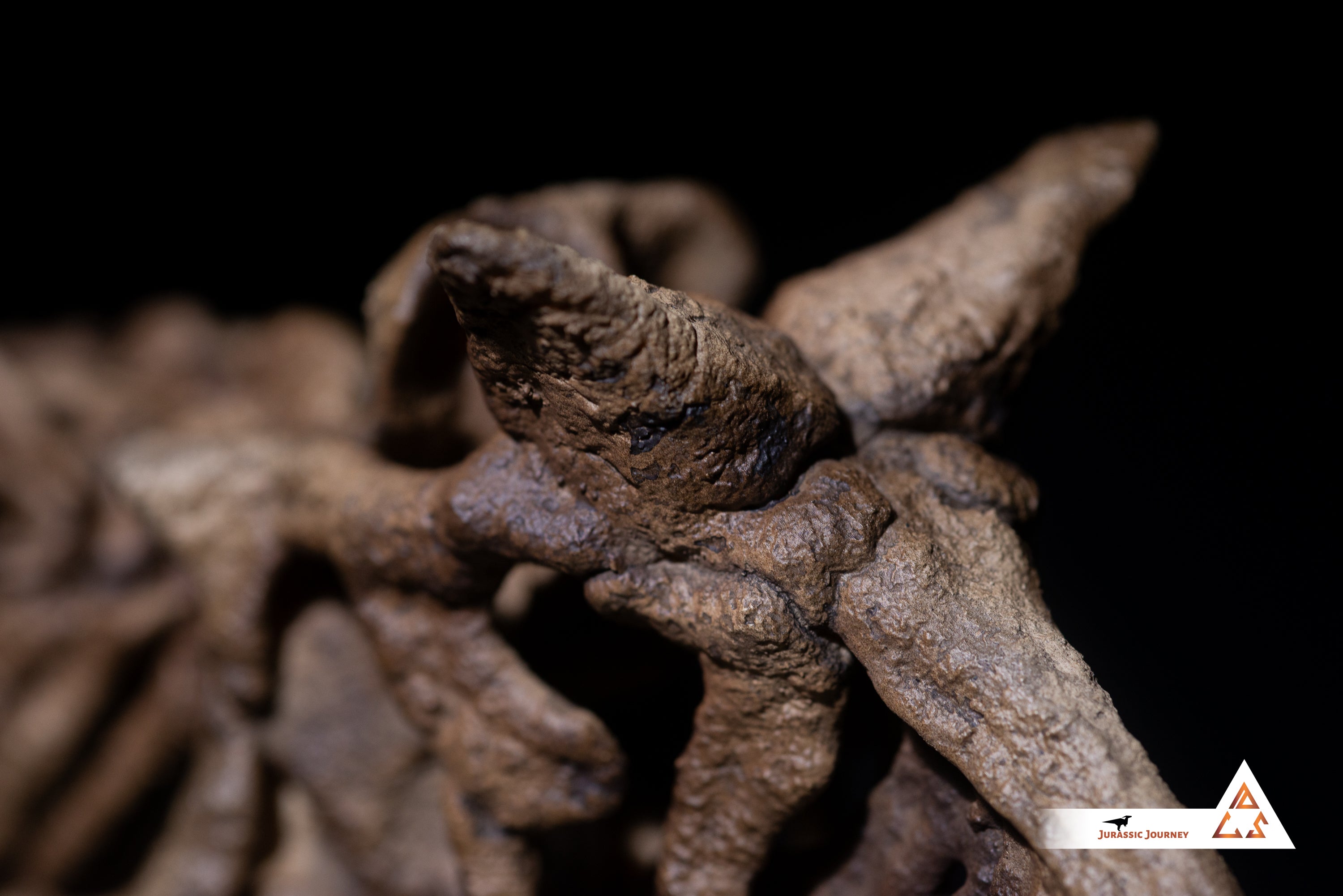 Carnotaurus skull with spine segment| 1:5 scale resin model with acrylic base