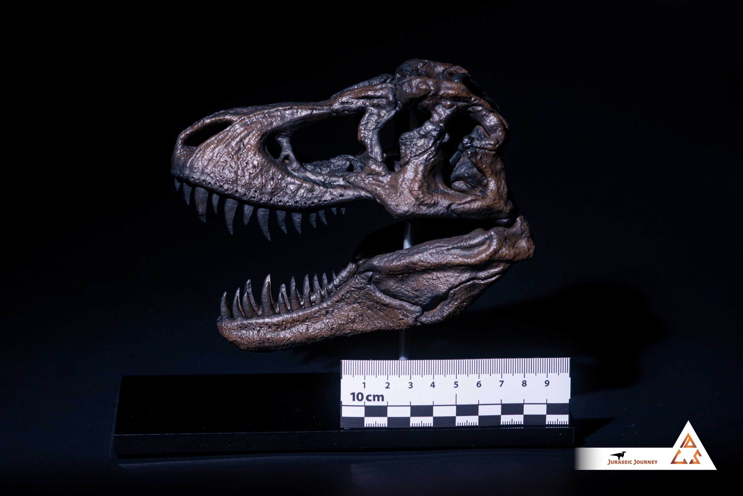Tyrannosaurus Rex skull | 1:10 scale resin model with acrylic base