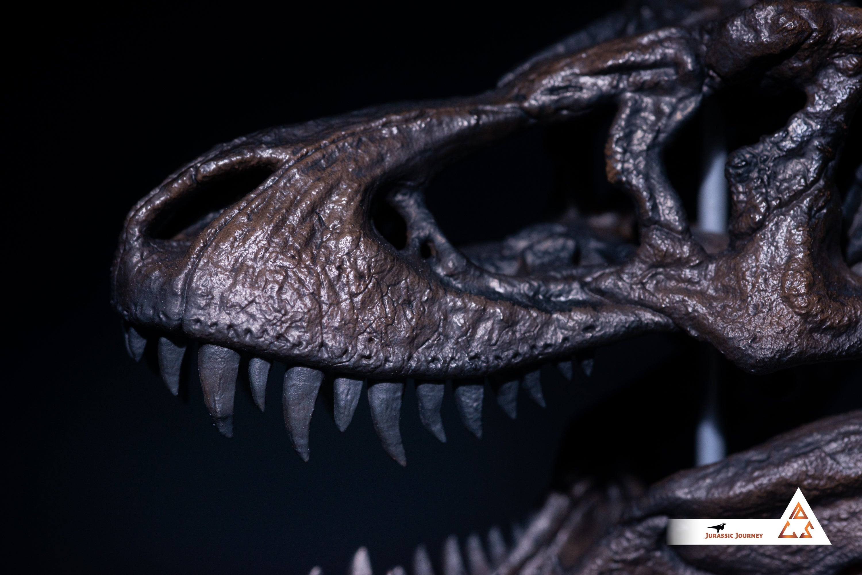 Tyrannosaurus Rex skull | 1:10 scale resin model with acrylic base