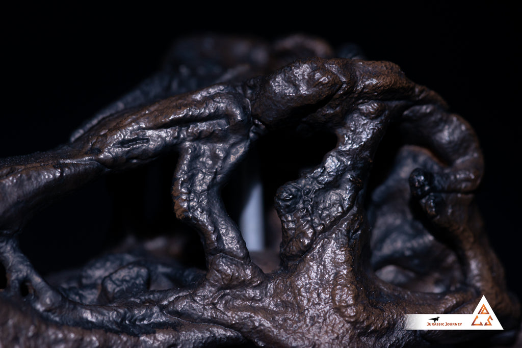Tyrannosaurus Rex skull | 1:10 scale resin model with acrylic base