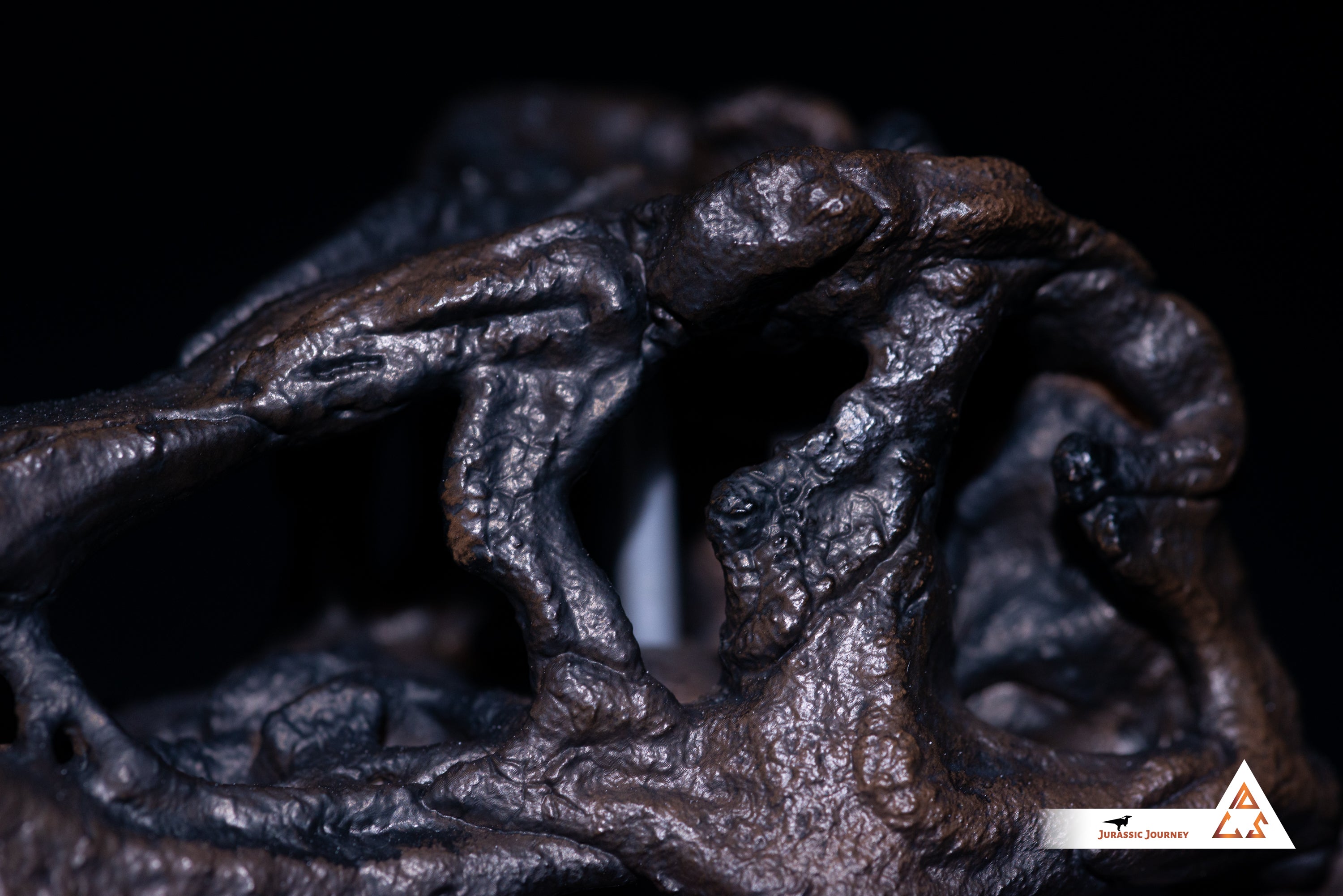 Tyrannosaurus Rex skull | 1:10 scale resin model with acrylic base