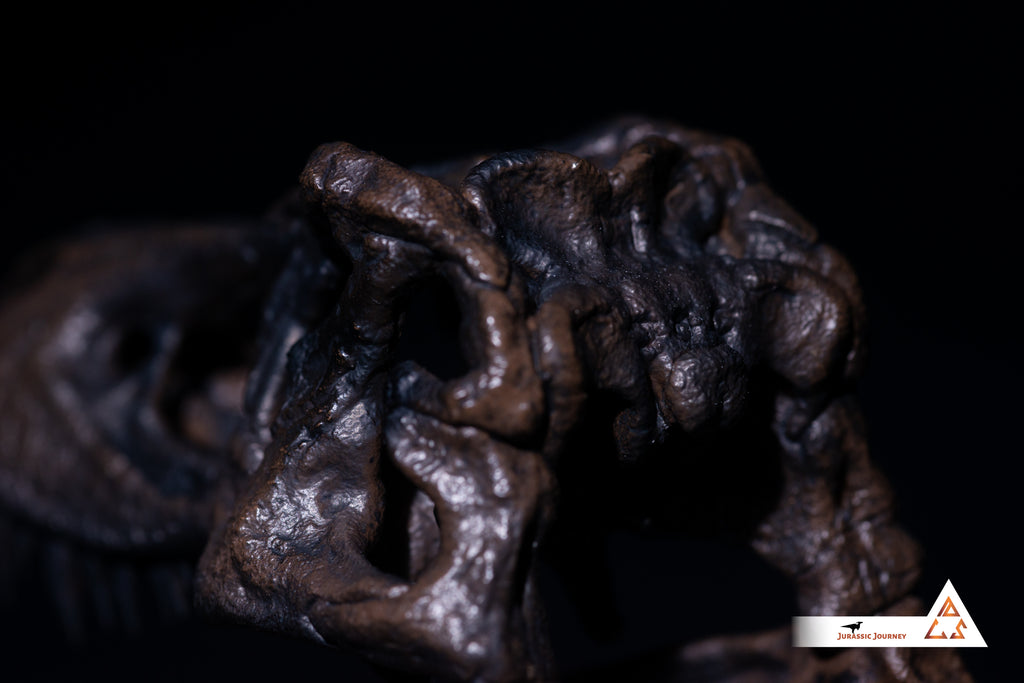Tyrannosaurus Rex skull | 1:10 scale resin model with acrylic base
