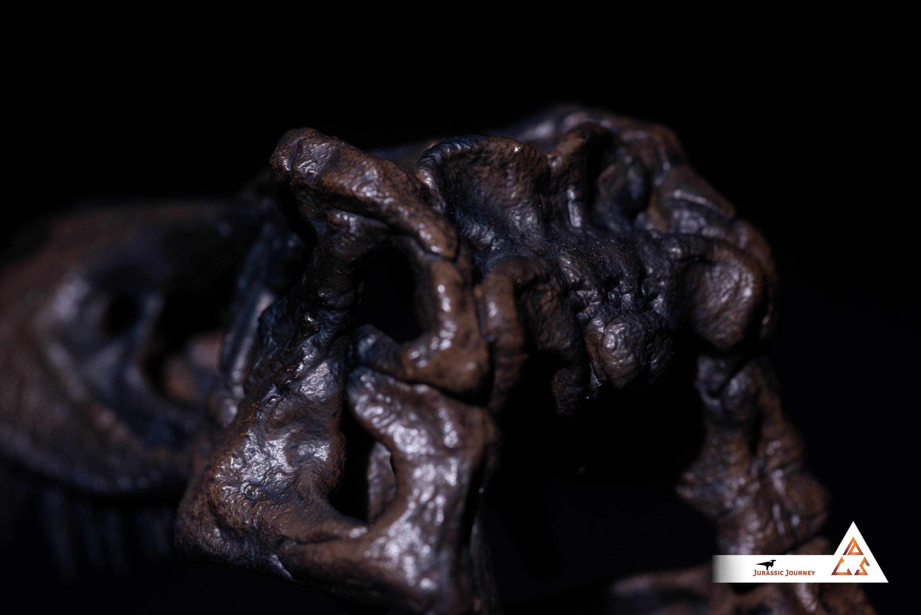 Tyrannosaurus Rex skull | 1:10 scale resin model with acrylic base