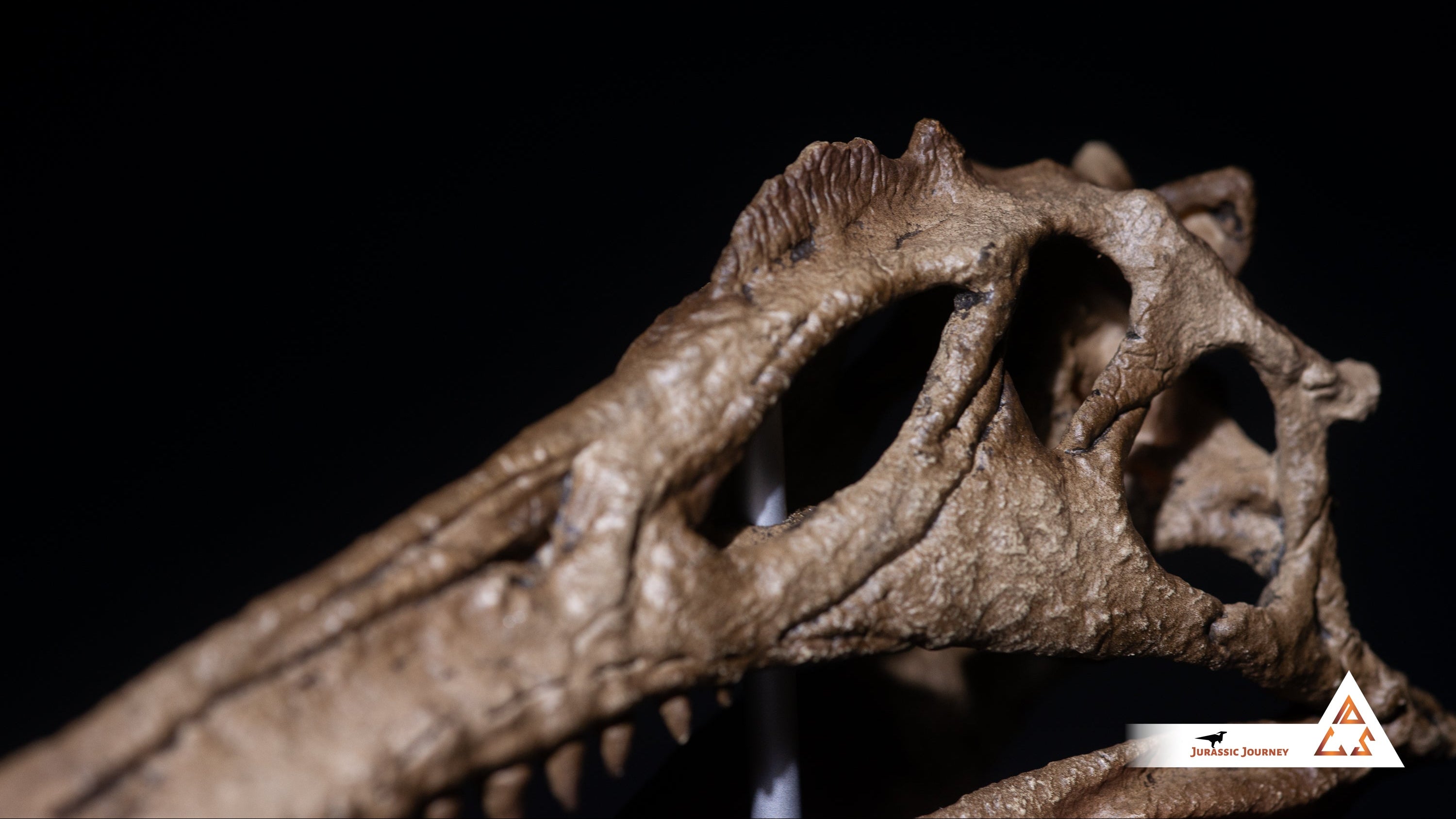 Spinosaurus skull | 1:10 scale resin model with acrylic base