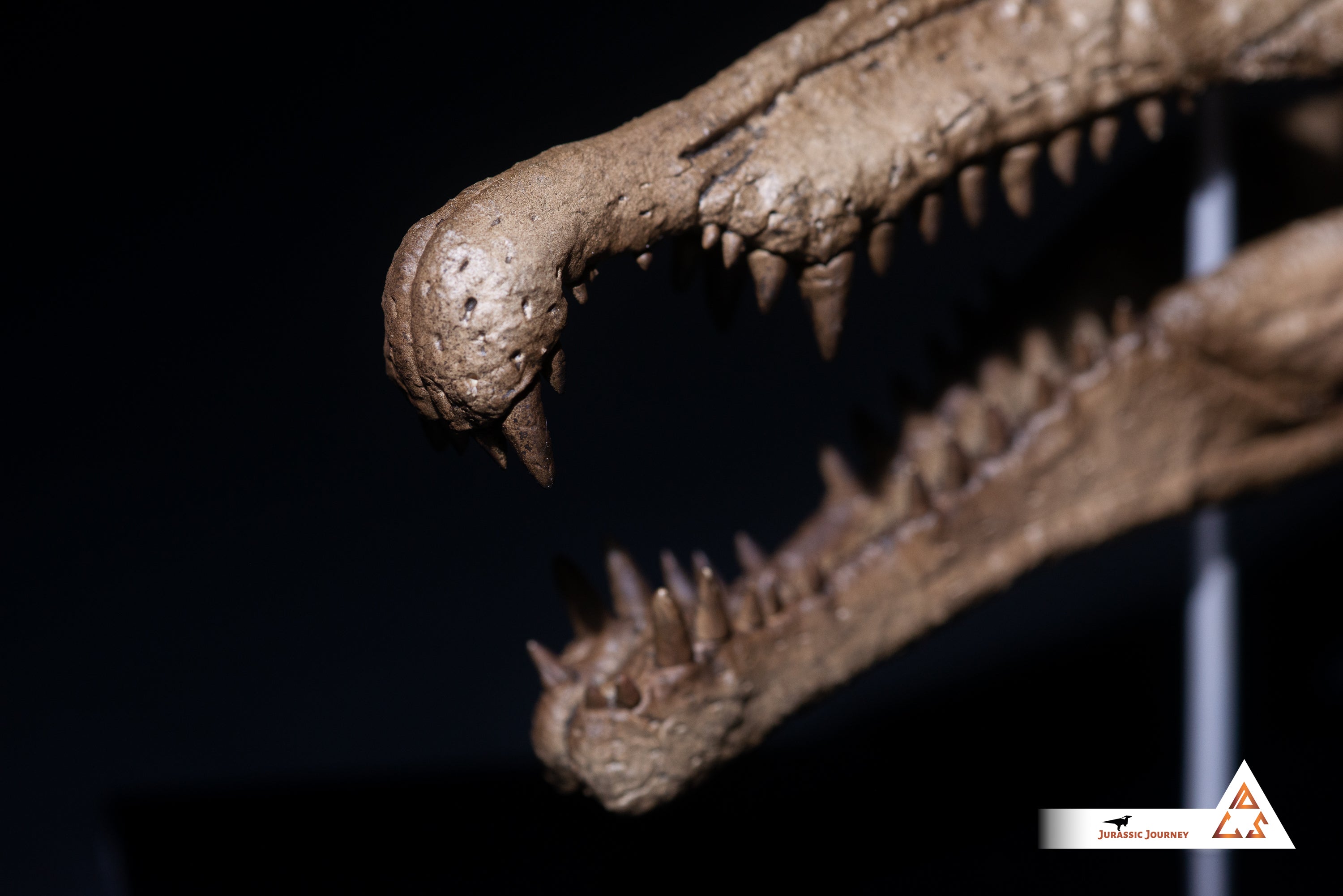 Spinosaurus skull | 1:10 scale resin model with acrylic base