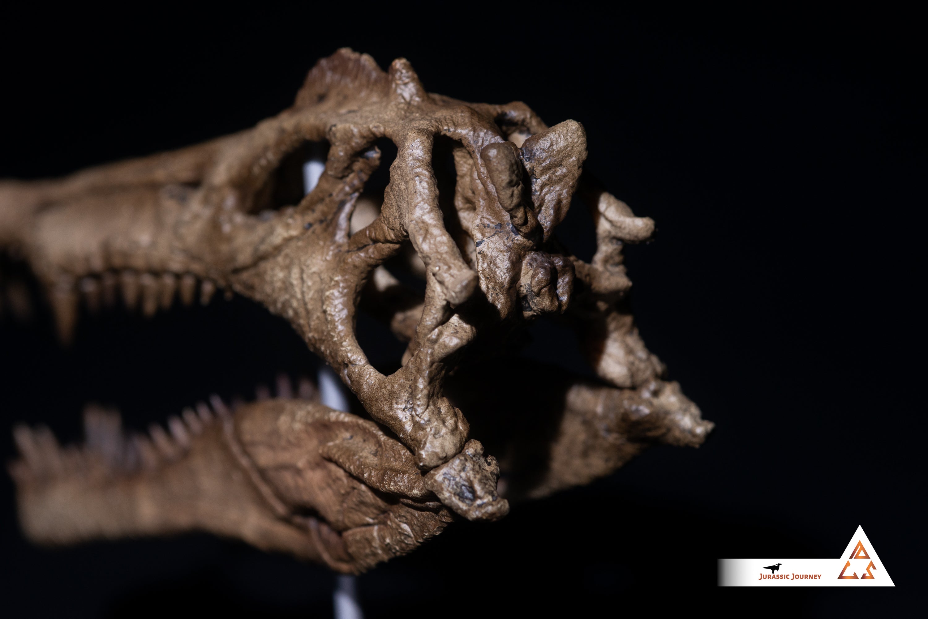 Spinosaurus skull | 1:10 scale resin model with acrylic base