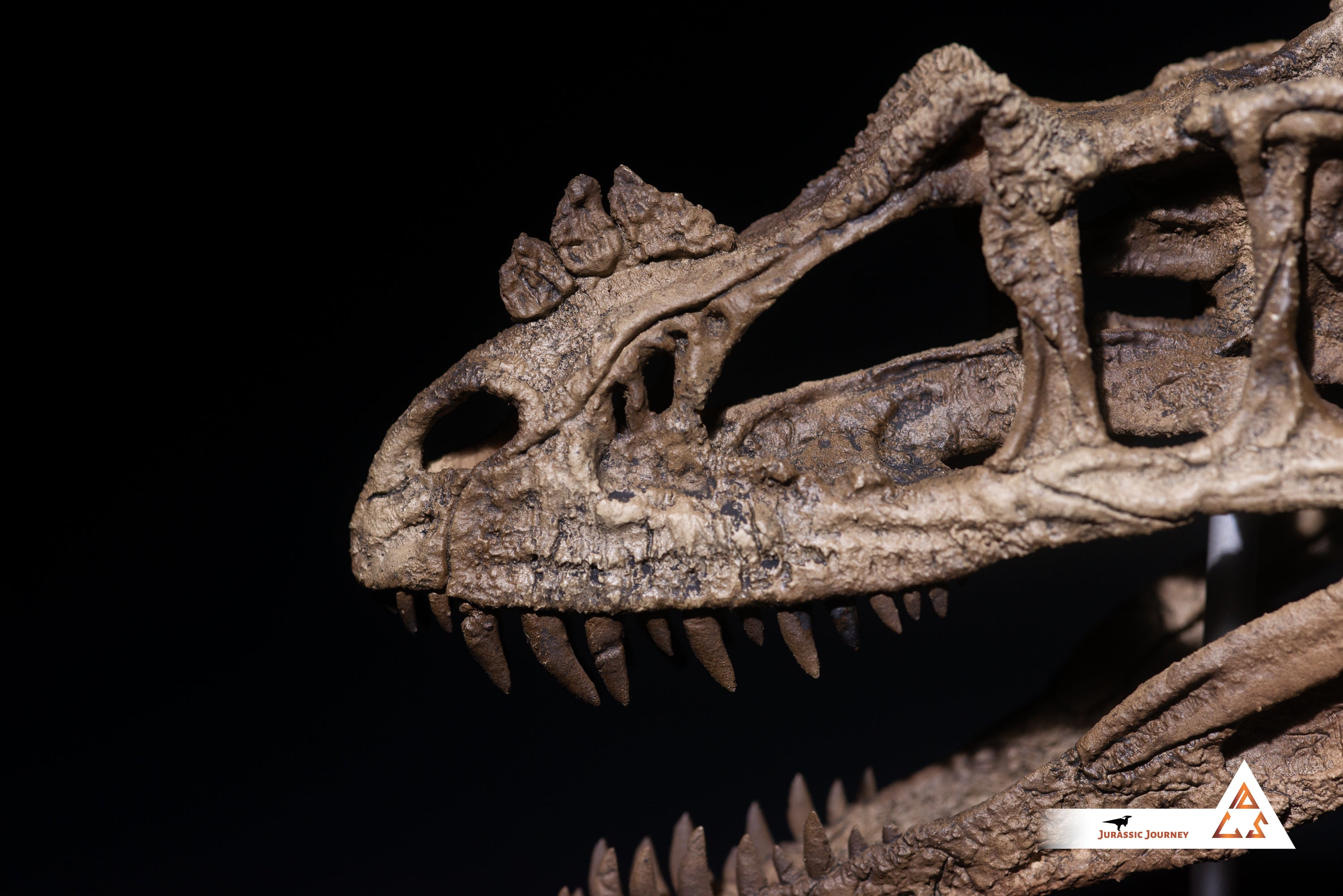 Ceratosaurus skull | 1:5 scale resin model with acrylic base