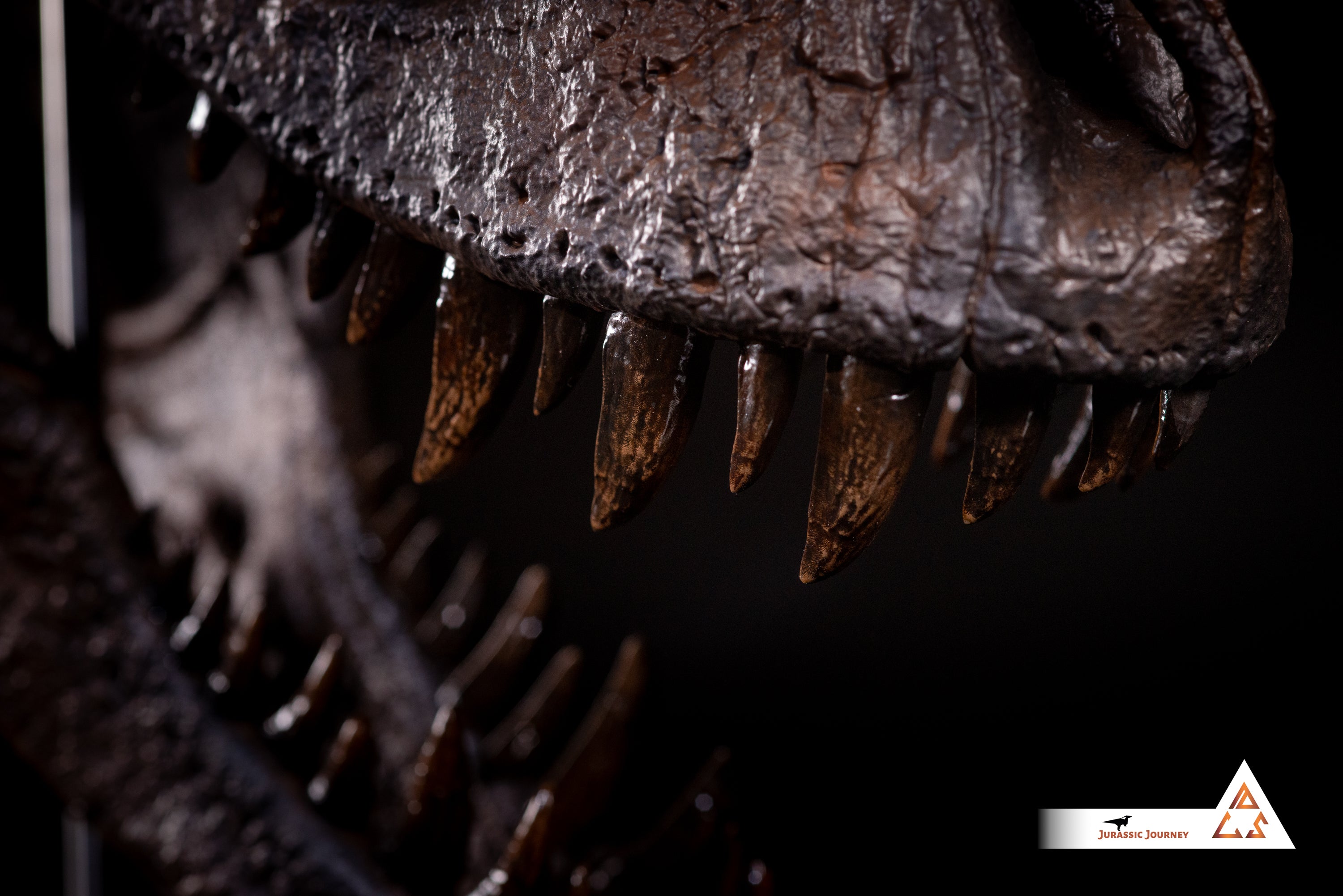 Tyrannosaurus Rex skull with Spine Segment | 1:5 scale resin replica with wooden / acrylic base