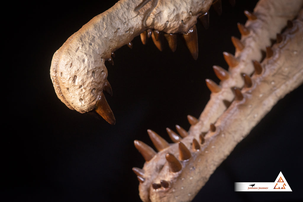 Spinosaurus skull with Spine Segment | 1:5 scale resin replica with wooden / acrylic base