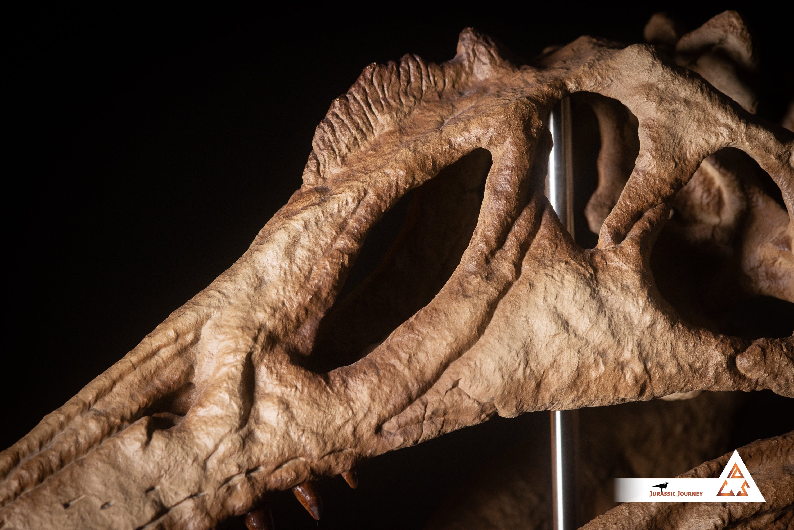 Spinosaurus skull with Spine Segment | 1:5 scale resin replica with wooden / acrylic base