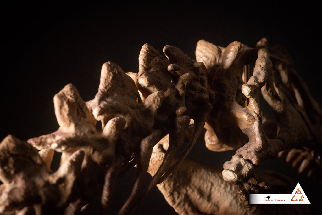 Spinosaurus skull with Spine Segment | 1:5 scale resin replica with wooden / acrylic base