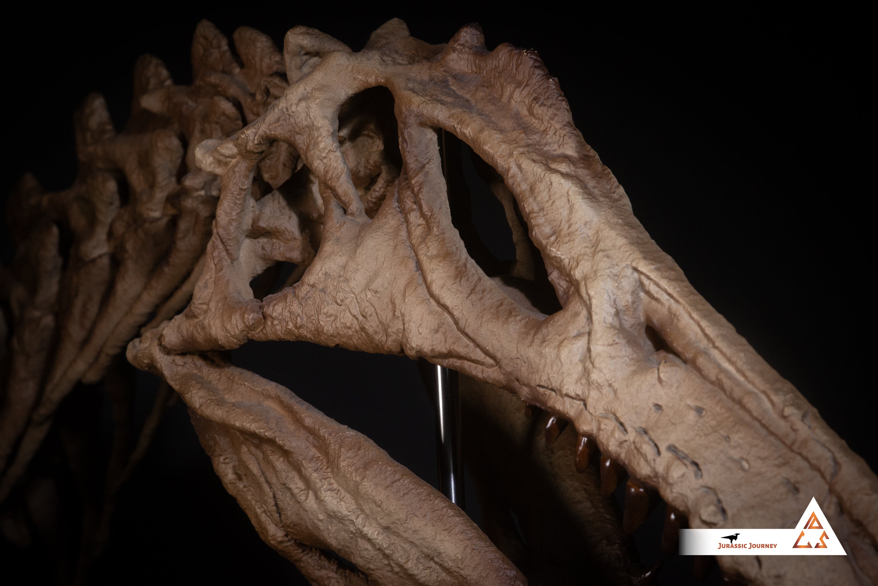 Spinosaurus skull with Spine Segment | 1:5 scale resin replica with wooden / acrylic base