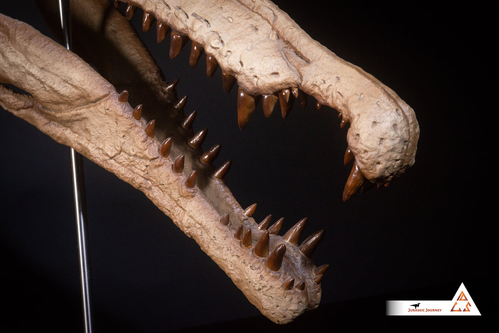 Spinosaurus skull with Spine Segment | 1:5 scale resin replica with wooden / acrylic base