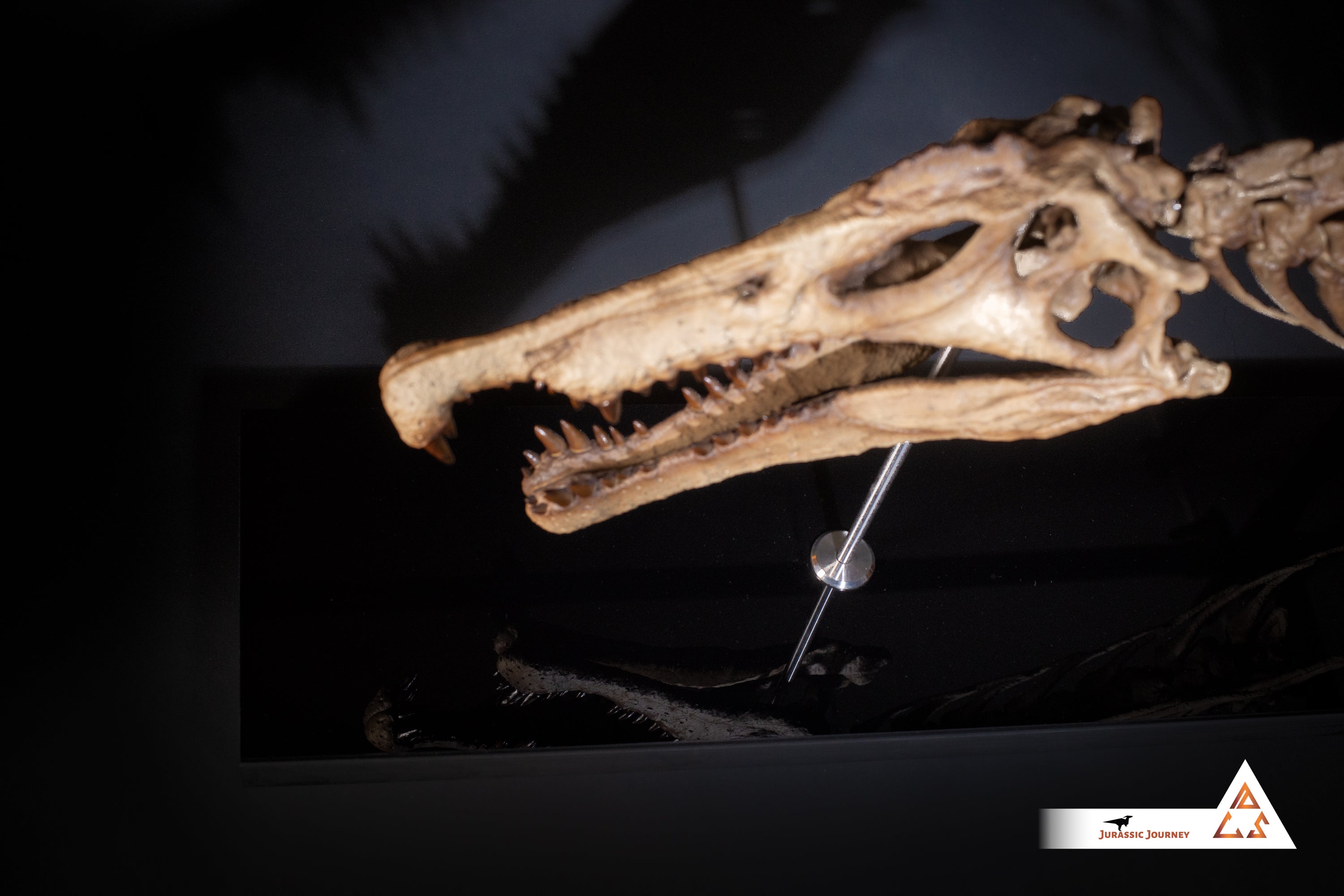Spinosaurus skull with Spine Segment | 1:5 scale resin replica with wooden / acrylic base