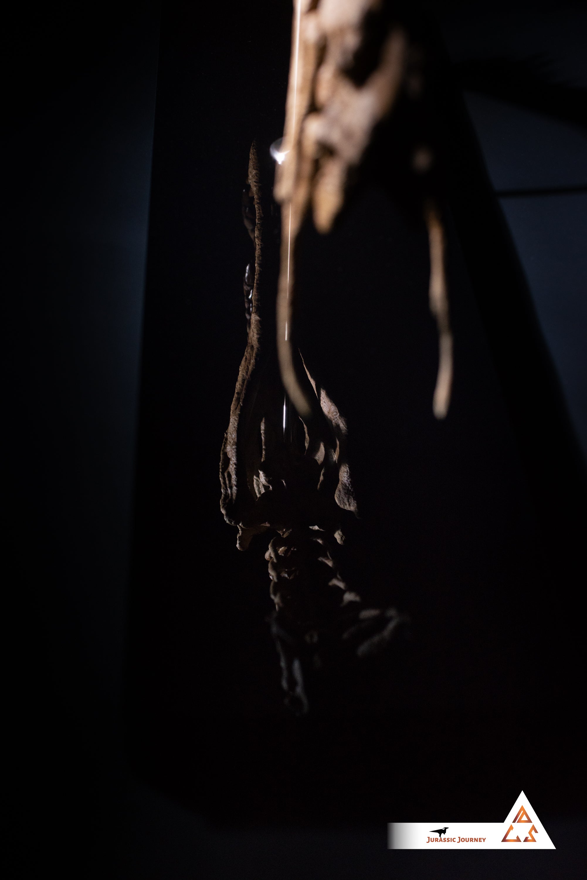 Spinosaurus skull with Spine Segment | 1:5 scale resin replica with wooden / acrylic base