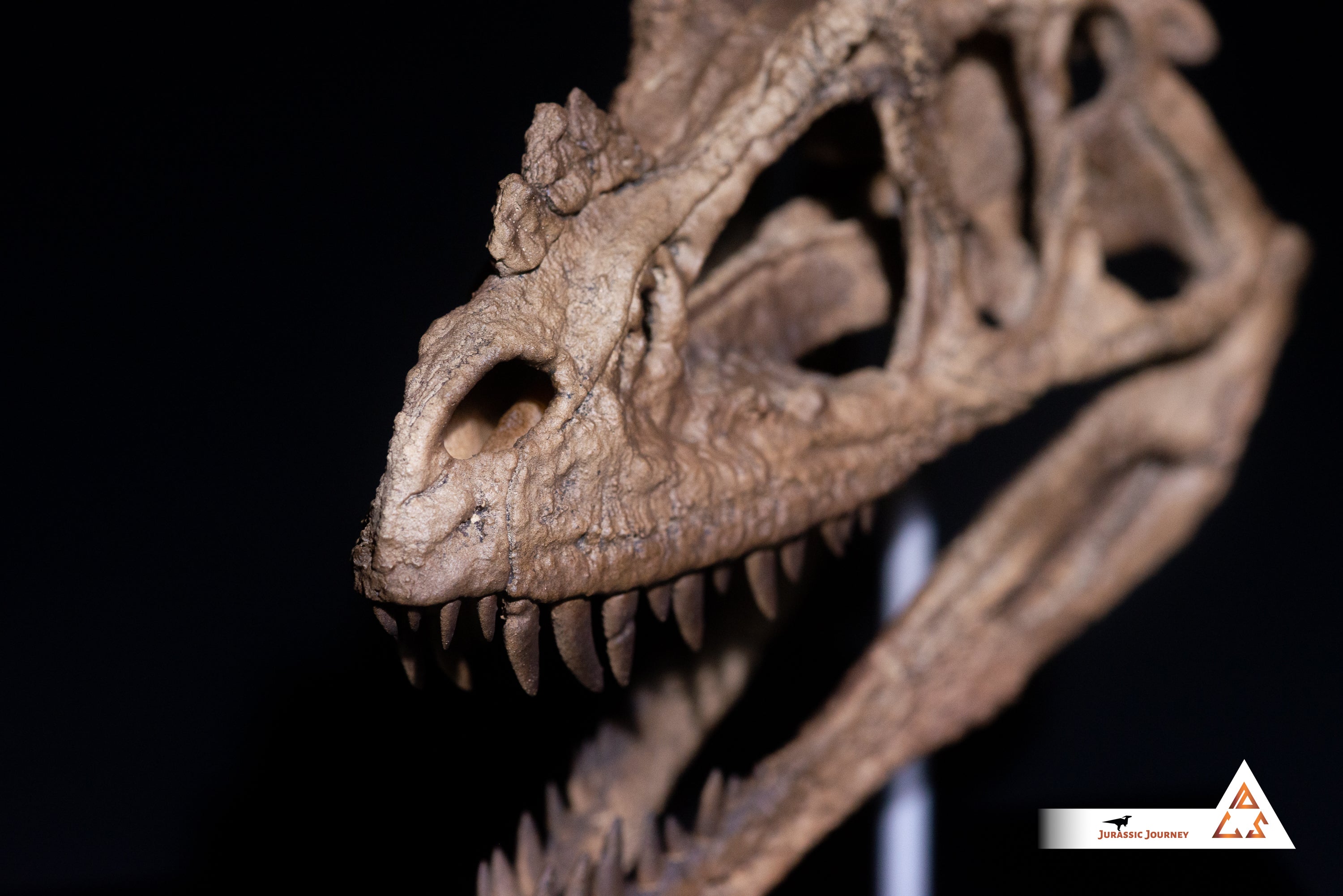 Ceratosaurus skull | 1:5 scale resin model with acrylic base