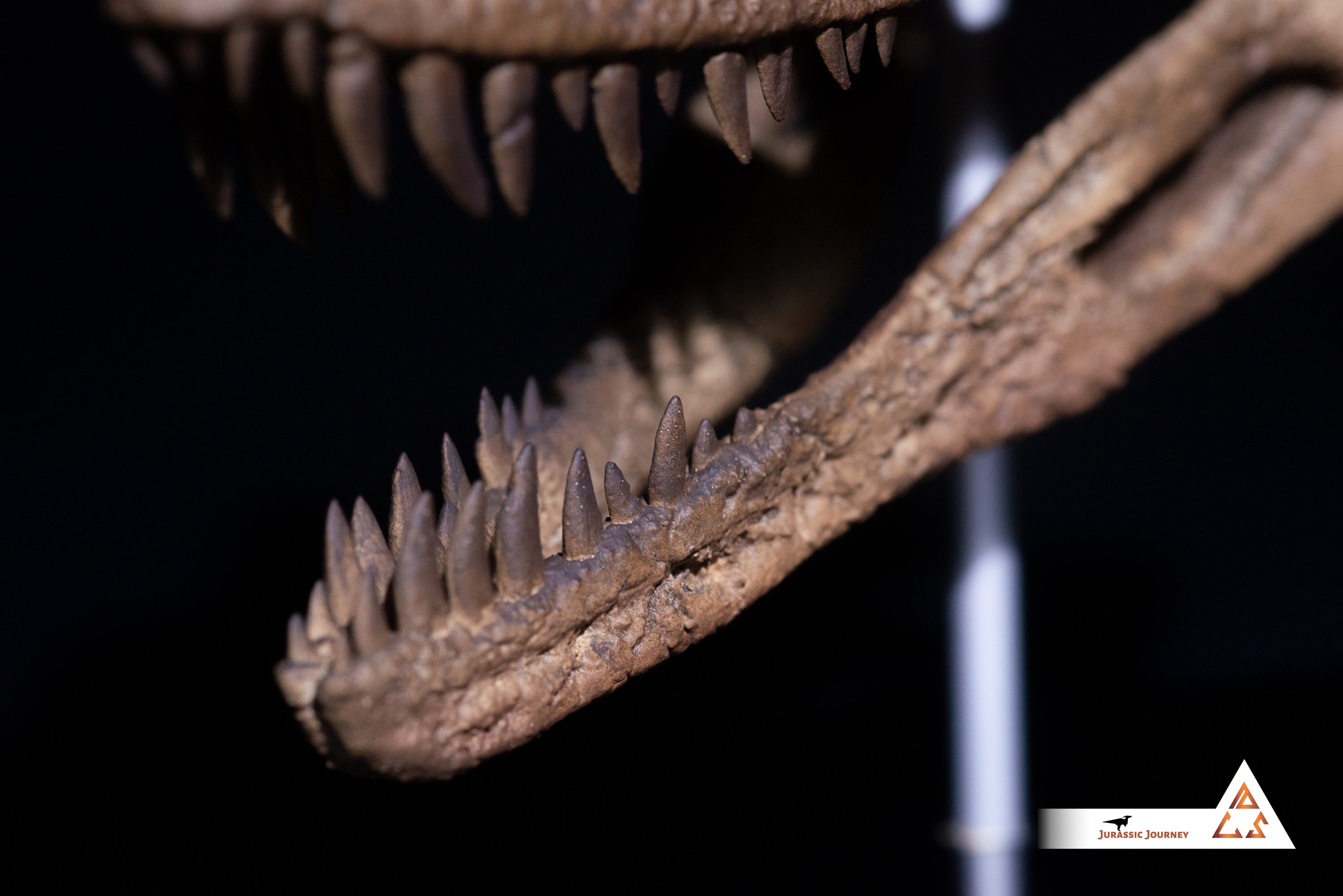 Ceratosaurus skull | 1:5 scale resin model with acrylic base