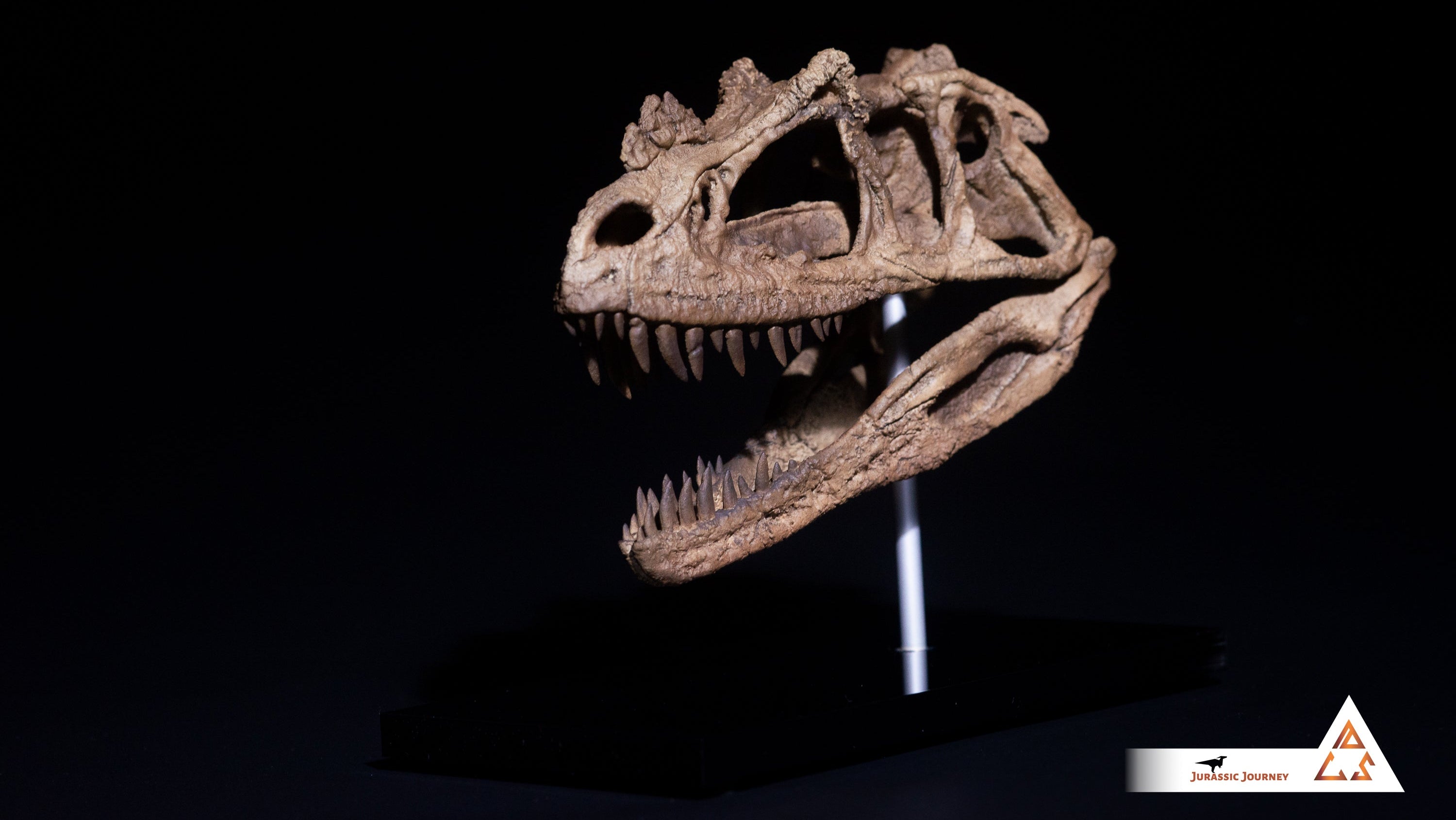 Ceratosaurus skull | 1:5 scale resin model with acrylic base