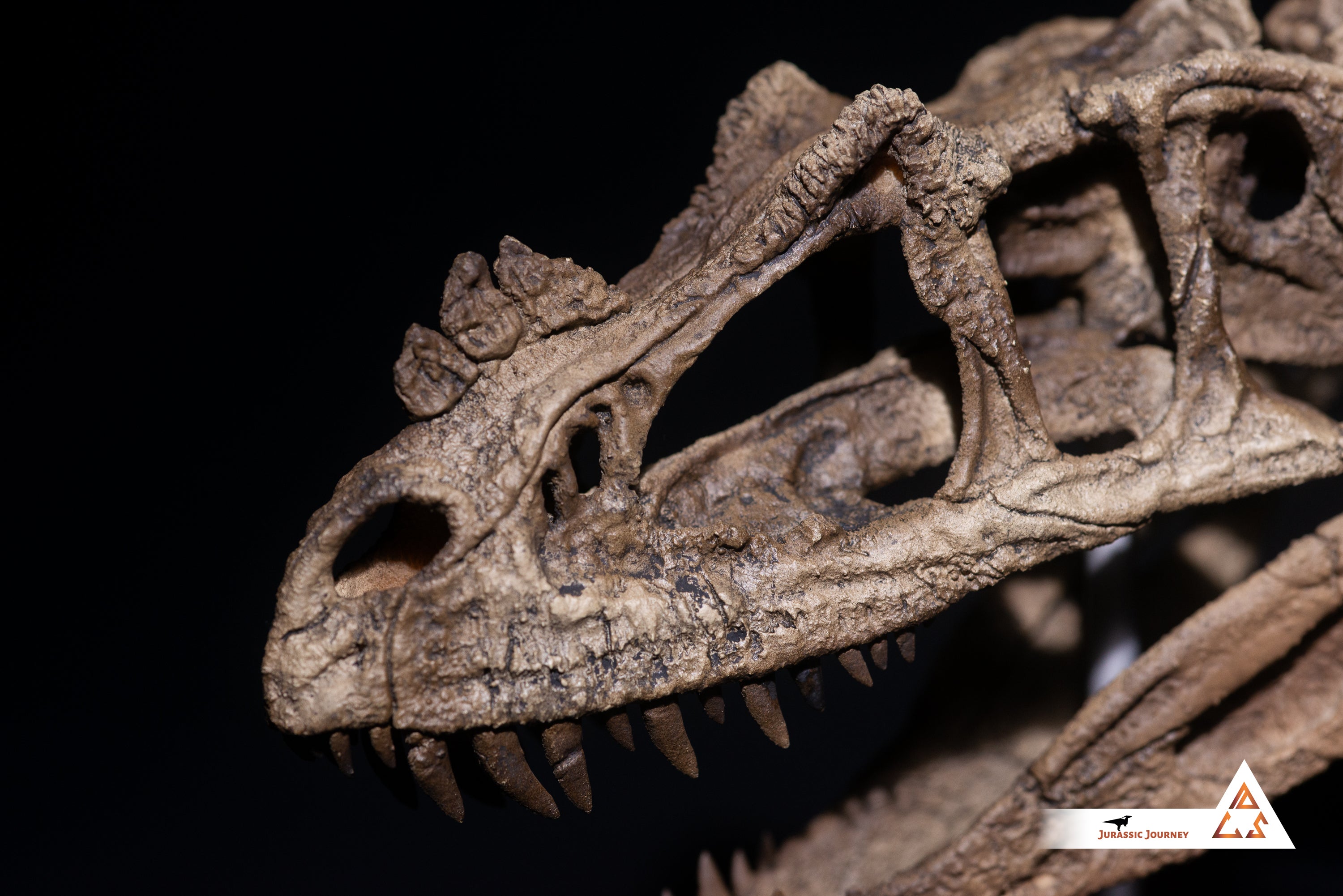 Ceratosaurus skull with spine segment| 1:5 scale resin model with acrylic base