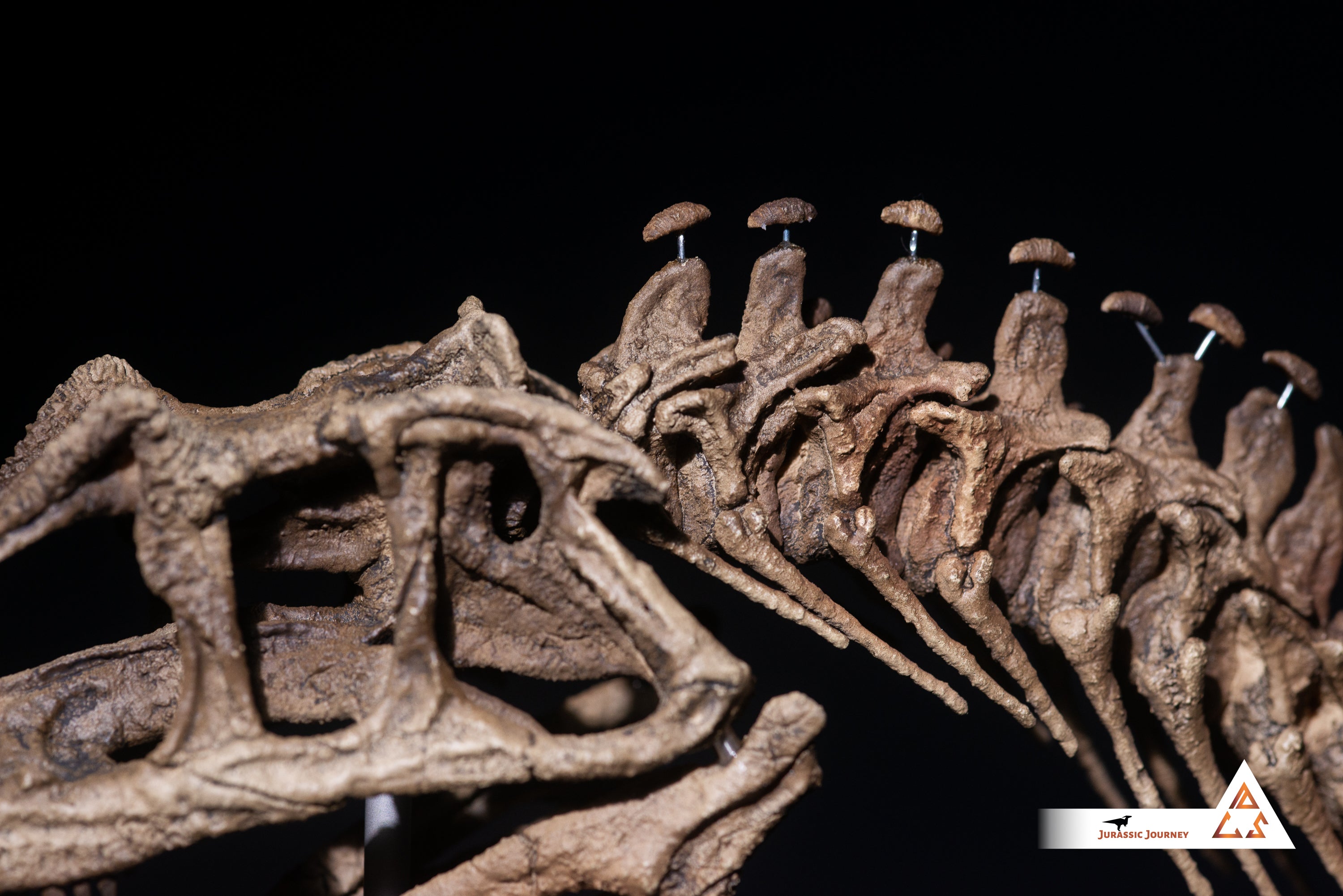 Ceratosaurus skull with spine segment| 1:5 scale resin model with acrylic base