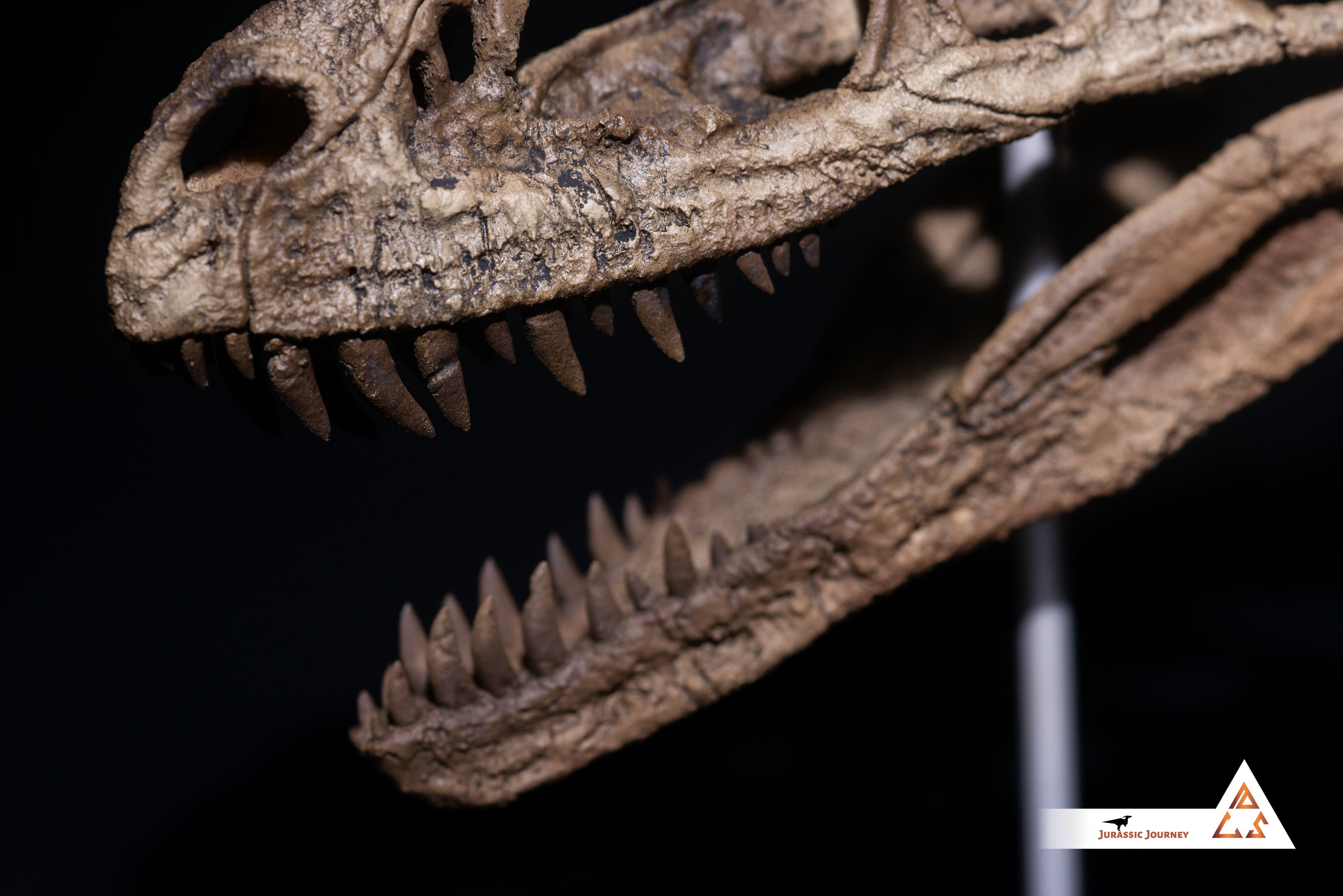 Ceratosaurus skull with spine segment| 1:5 scale resin model with acrylic base