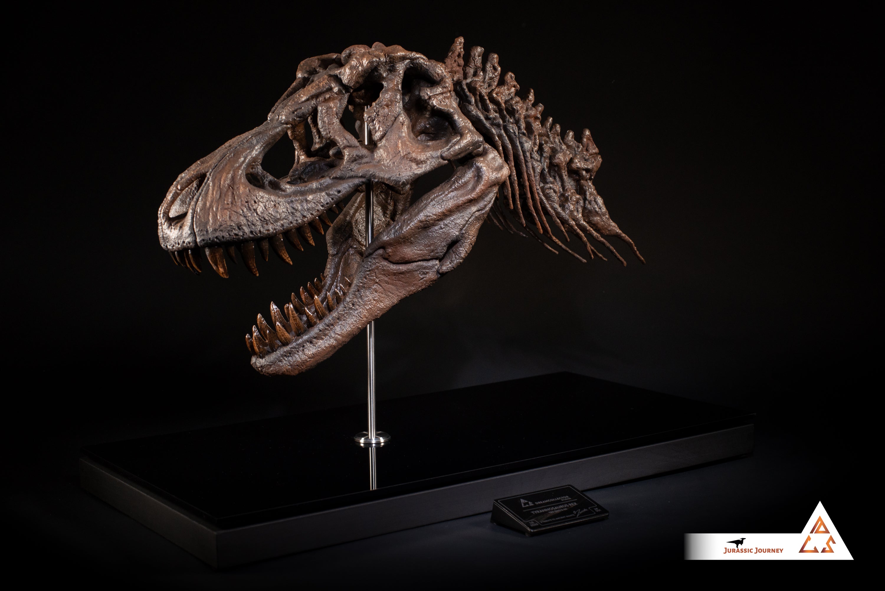 Tyrannosaurus Rex skull with Spine Segment | 1:5 scale resin replica with wooden / acrylic base