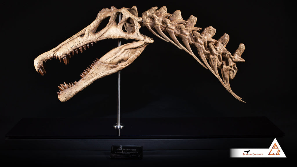 Spinosaurus skull with Spine Segment | 1:5 scale resin replica with wooden / acrylic base