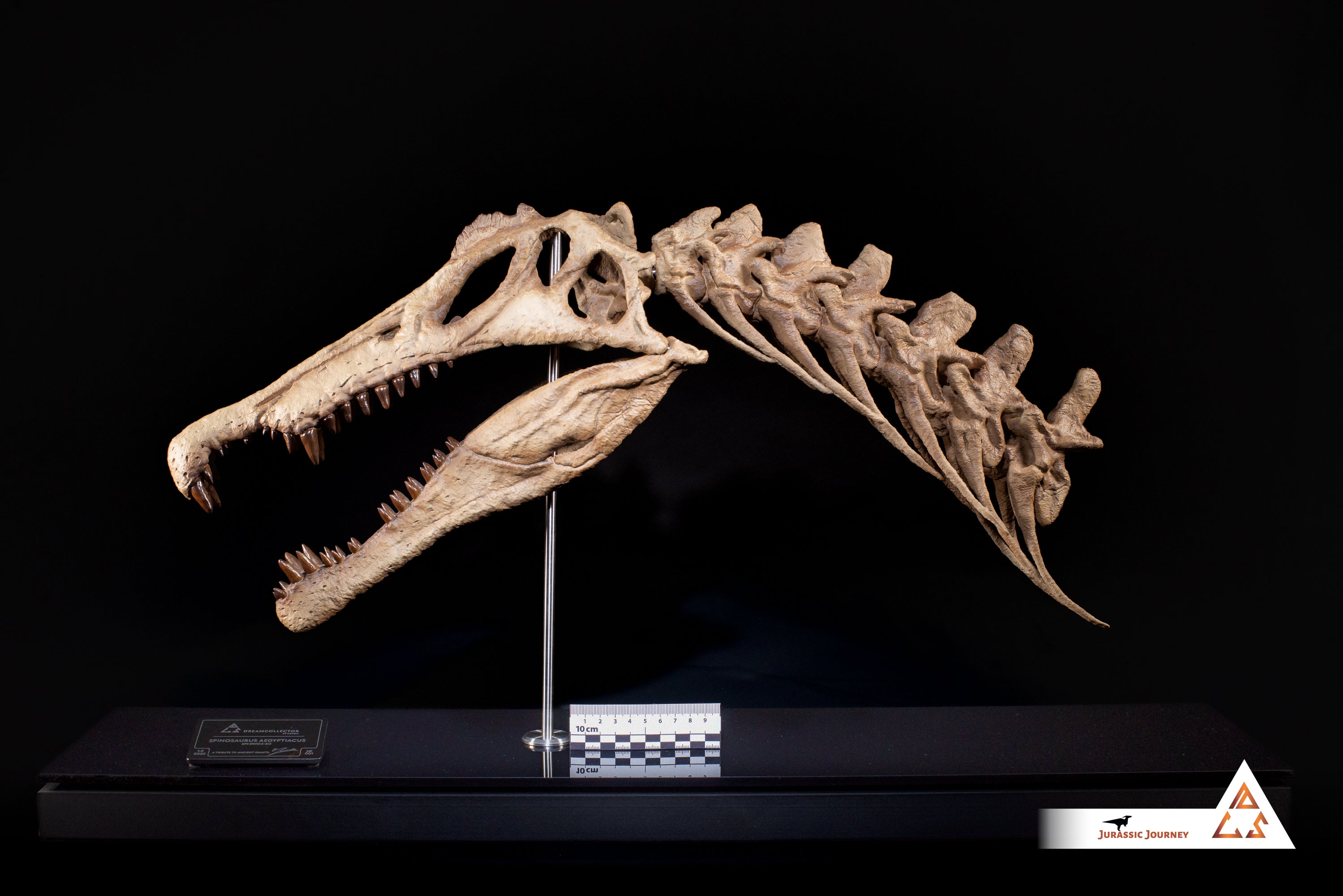 Spinosaurus skull with Spine Segment | 1:5 scale resin replica with wooden / acrylic base